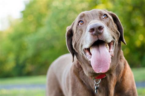 Senior lab’s breathing is noisy & raspy